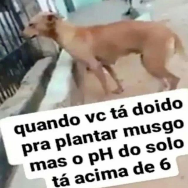 Eu to doida pra plantar o musgo