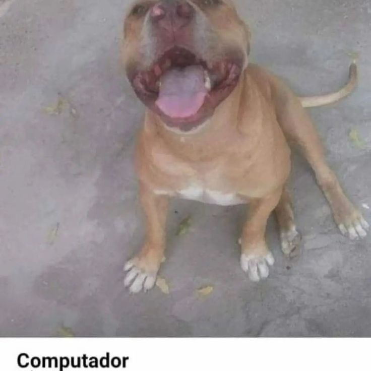 Meme publicado pela turma
