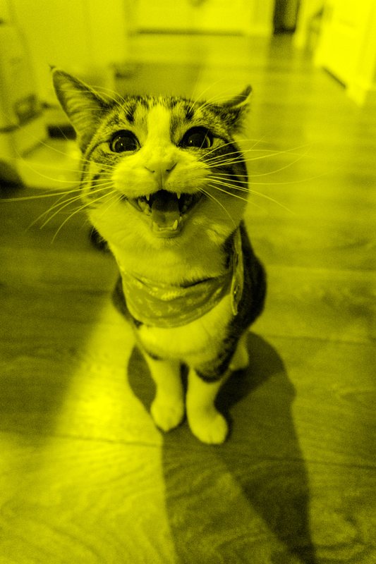 Gato amarelo da coleção da marca